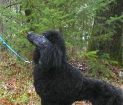 Standard Poodle