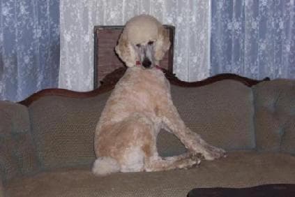 Standard Poodle