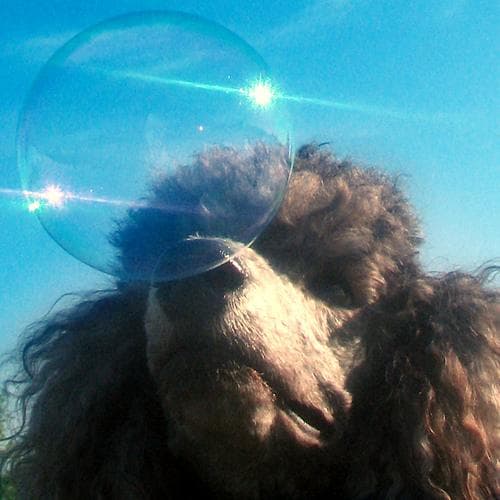 Standard Poodle