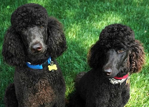 Standard Poodle