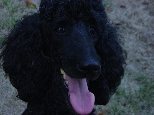 Standard Poodle