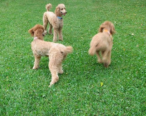 Standard Poodle