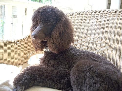 Standard Poodle