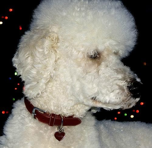 Standard Poodle