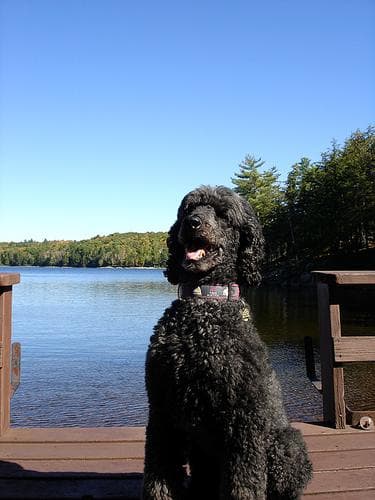 poodle