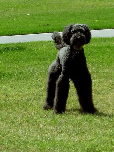 Standard Poodle
