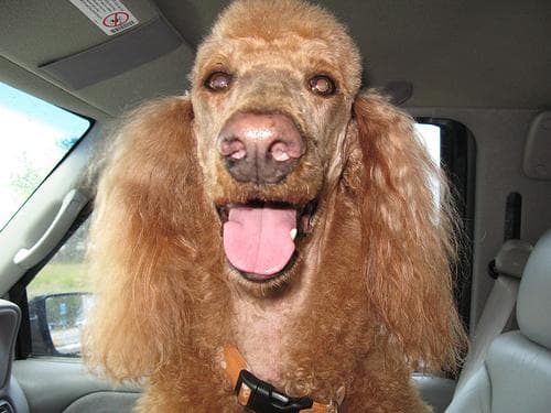 Standard Poodle