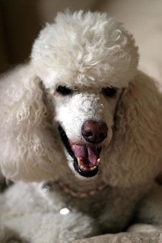 Standard Poodle