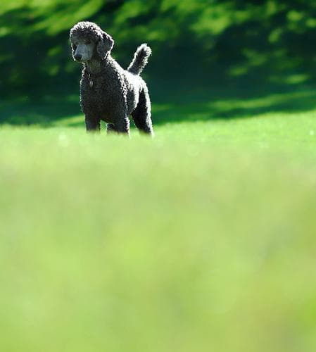 Standard Poodle
