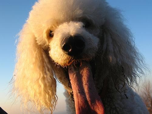 Standard Poodle