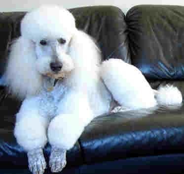 poodle