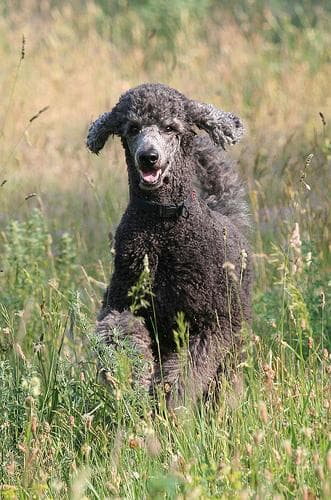 Standard Poodle