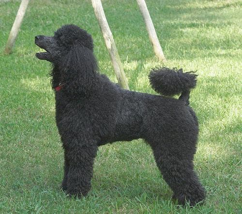 poodle