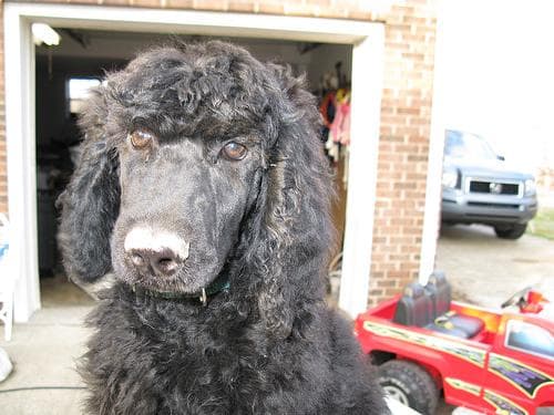 poodle