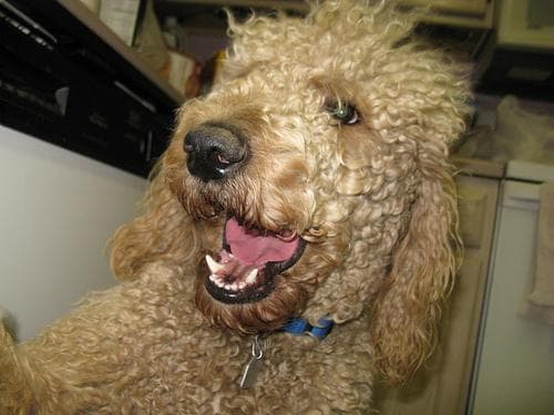 Standard Poodle