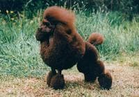 Standard Poodle
