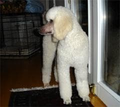 Standard Poodle