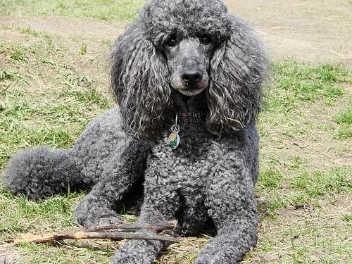 Standard Poodle