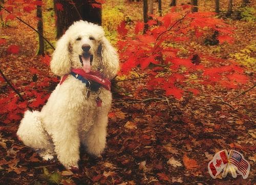 Standard Poodle