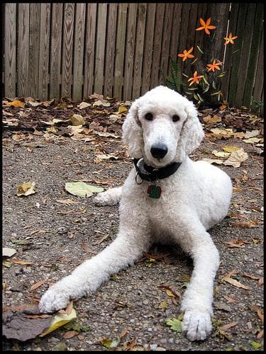 Standard Poodle