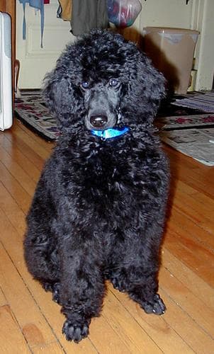 Standard Poodle