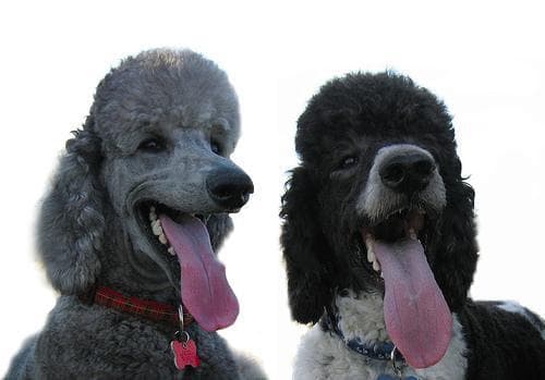 Standard Poodle