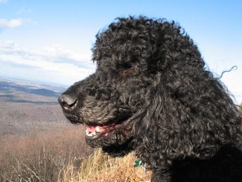 Standard Poodle