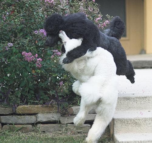 Standard Poodle