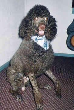 poodle