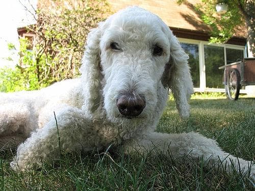 Standard Poodle