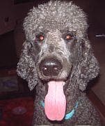Standard Poodle