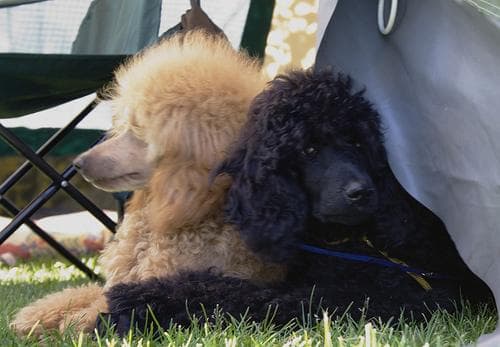 Standard Poodle