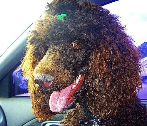 Standard Poodle