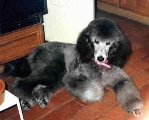 Standard Poodle