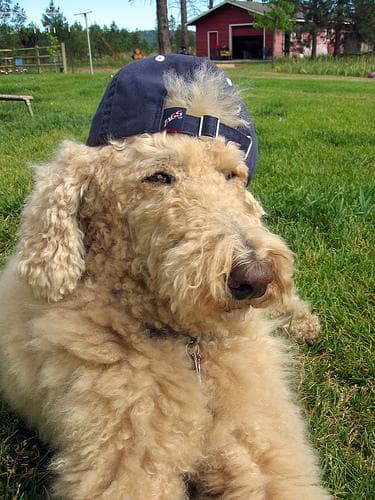 Standard Poodle