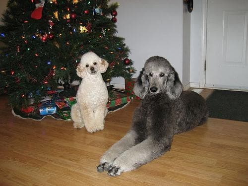 Standard Poodle