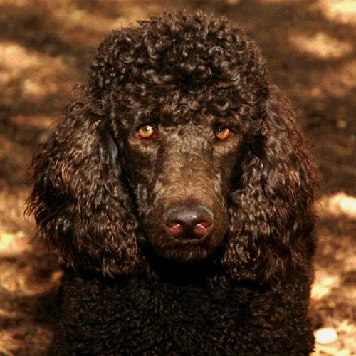 Standard Poodle