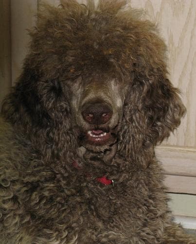 Standard Poodle