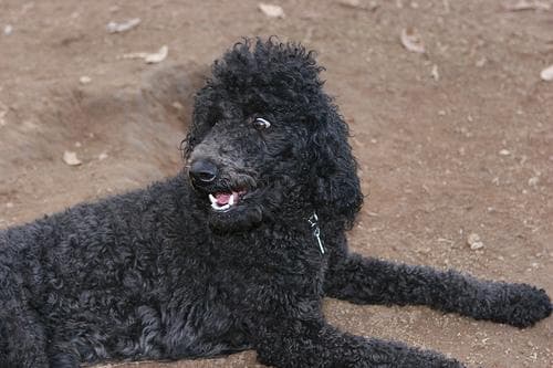 poodle