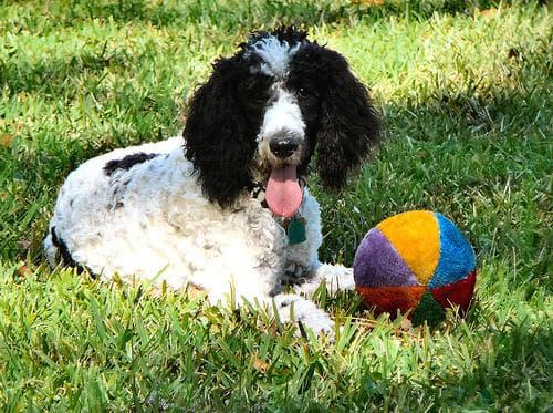 Standard Poodle