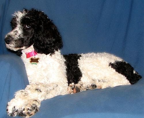Standard Poodle