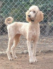 Standard Poodle