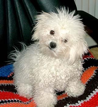 Toy Poodle