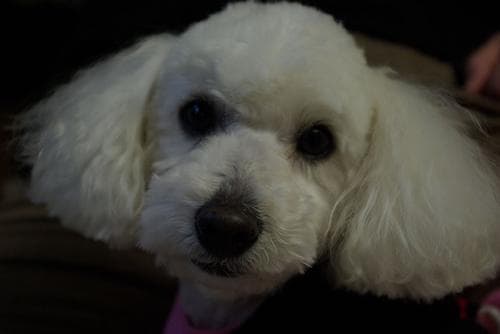 Toy Poodle