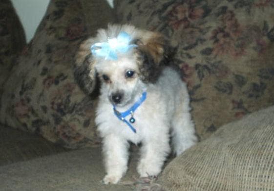 Toy Poodle