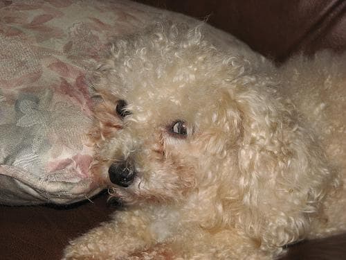 poodle