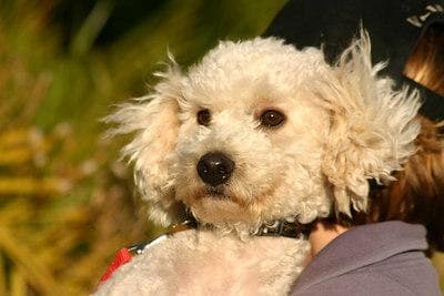 Toy Poodle