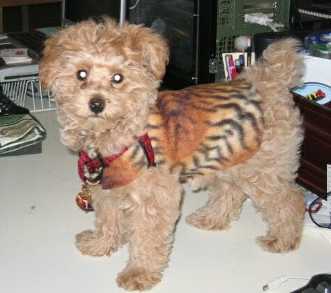 Toy Poodle
