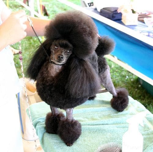 Toy Poodle