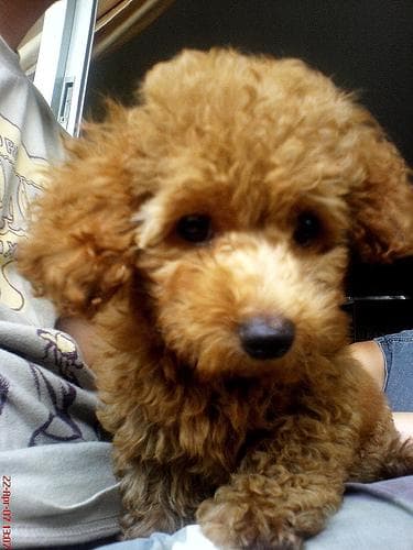 Toy Poodle